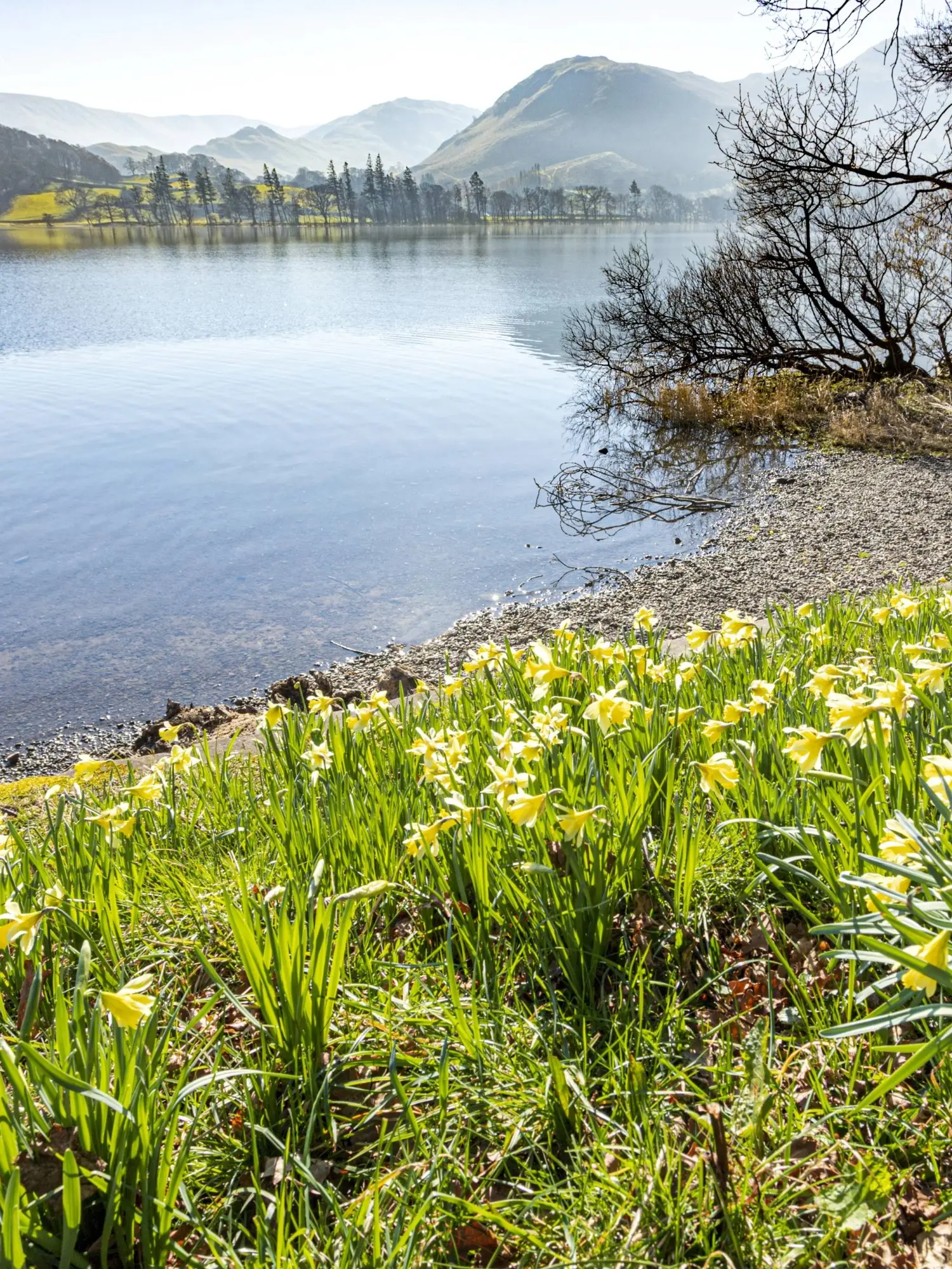 A large lake with daffodils on the shore.