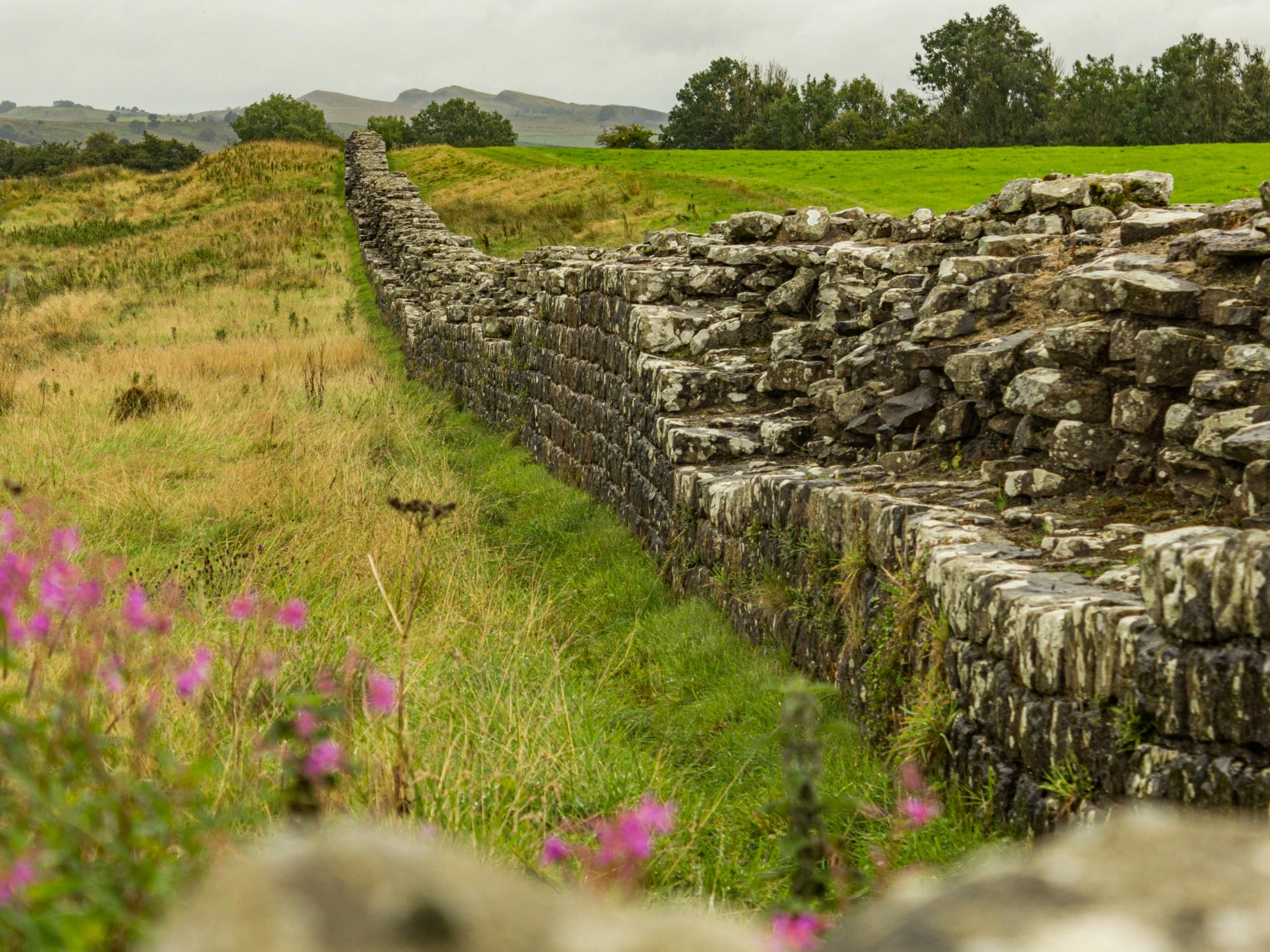 Hadrian's Wall stretching across green fields with a line of trees in the background.